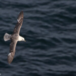 Fulmar boréal - Abb's Head 10/07/2014
