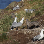Goéland argenté - Abb's Head 10/07/2014