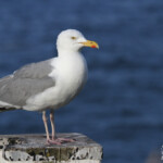 Goéland argenté - Abb's Head 10/07/2014