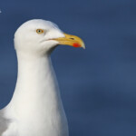 Goéland argenté - Abb's Head 10/07/2014