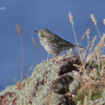 Pipit farlouse - Abb's Head 10/07/2014
