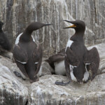 Guillemot de Troil - Inner Farne - 11/07/2014