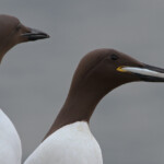 Guillemot de Troil - Inner Farne - 11/07/2014