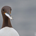 Guillemot de Troil - Inner Farne - 11/07/2014