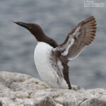Guillemot de Troil - Inner Farne - 11/07/2014