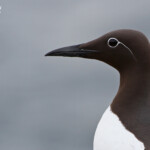 Guillemot de Troil - forme bridée - Inner Farne - 11/07/2014