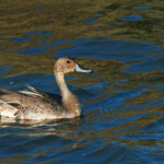 Canard pilet (Salins d'Hyères)