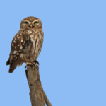 Chevêche d'Athéna - Maroc octobre 2012