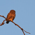 Chevêche d'Athéna - Berre