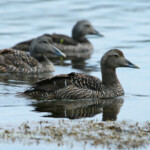 Eider à duvet (Islande - Ile Flatey - juillet 2011)