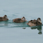 Eider à duvet (Islande - Jokulsarlon - juillet 2011)