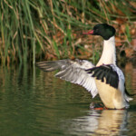 Harle bièvre - mâle (Six-Fours 01/02/2011)