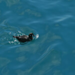 Arlequin plongeur (Islande - juillet 2011)