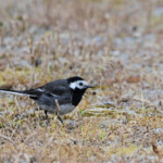 Bergeronnette de Yarrell - Camping scourie - 14/07/2014
