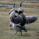 Bernache du Canada (Suède)