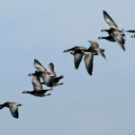 Bernache nonnette (Suède - Ile d'Oland)