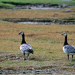 Bernache nonnette (Suède - Ile d'Oland)