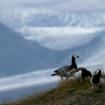 Bernache nonnette (Islande - août 2011)