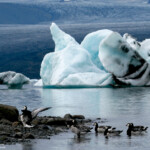 Bernache nonnette (Islande - août 2011)