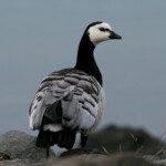 Bernache nonnette (Islande - août 2011)