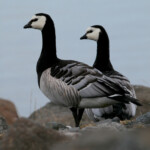 Bernache nonnette (Islande - août 2011)