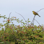 Bruant jaune - réserve de Forvie (Newburgh) 13/07/2014