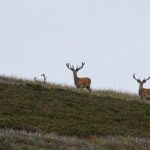 Cerfs - Cairngorms - Glen Muick - 14/07/2014