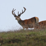 Cerfs - Cairngorms - Glen Muick - 14/07/2014