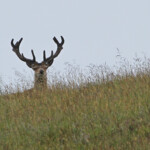 Cerfs - Cairngorms - Glen Muick - 14/07/2014