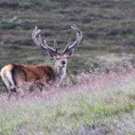 Cerfs - Cairngorms - Glen Muick - 14/07/2014