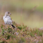Pipit farlouse - Cairngorms - Glen Muick - 14/07/2014