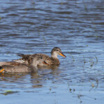 Canard chipeau (Espagne Aiguamolls)