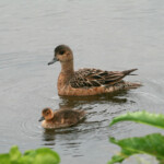 Canard siffleur (femelle et son jeune - Islande Lac Mivatn juillet 2011)