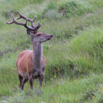 Cerf élaphe - Kinloch - 14/07/2014