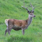 Cerf élaphe - Kinloch - 14/07/2014