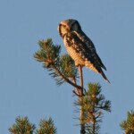 Chouette épervière (Laponie finlandaise - août 2011)