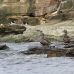 Eider - Coquet Island - 12/07/2014