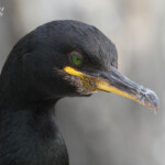 Cormoran huppé (Shag) - Inner Farne - 11/07/2014