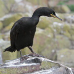 Cormoran huppé (Shag) - Inner Farne - 11/07/2014