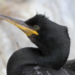 Cormoran huppé (Shag) - Inner Farne - 11/07/2014