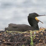 Cormoran huppé (Shag) - Inner Farne - 11/07/2014