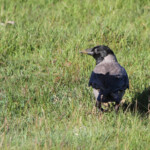 Corneille mantelée - Mull (Ecosse)