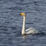 Cygne chanteur - Mull