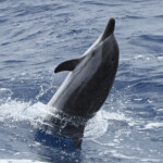 Dauphin bleu et blanc (06/07/2014)