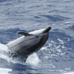 Dauphin bleu et blanc (06/07/2014)