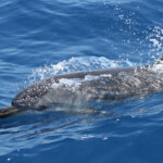 Dauphin bleu et blanc (06/07/2014)