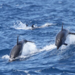 Dauphin bleu et blanc (06/07/2014)