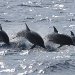 Dauphin bleu et blanc (06/07/2014)