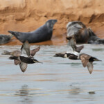 Eiders à duvet et Phoques gris - réserve de Forvie (Newburgh) 13/07/2014