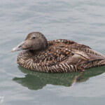 Eider à duvet - Abble - 12/07/2014